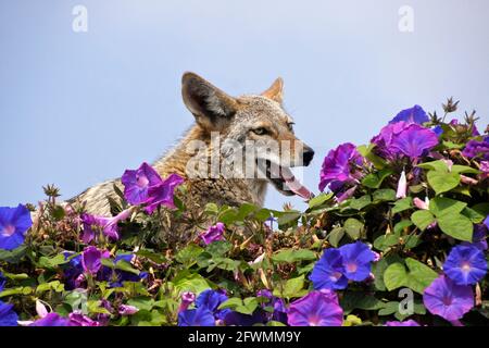 Coyote che riposa (e che annota) sulla cima del muro coperto di glorie mattutine, Huntington Beach, Orange County, California Foto Stock