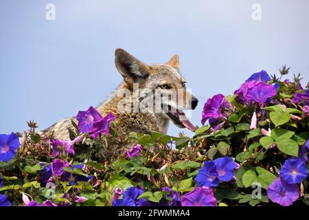 Coyote che riposa (e che annota) sulla cima del muro coperto di glorie mattutine, Huntington Beach, Orange County, California Foto Stock