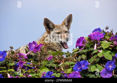 Coyote che riposa (e comincia a sbadigliare) sulla cima del muro coperto di glorie mattutine, Huntington Beach, Orange County, California Foto Stock