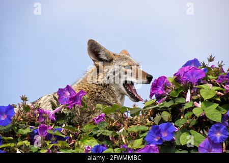 Coyote riposante (e sbadigliare) sulla cima del muro coperto di glorie mattutine, Huntington Beach, Orange County, California Foto Stock