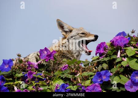 Coyote riposante (e sbadigliare) sulla cima del muro coperto di glorie mattutine, Huntington Beach, Orange County, California Foto Stock