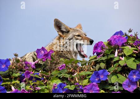 Coyote riposante (e sbadigliare) sulla cima del muro coperto di glorie mattutine, Huntington Beach, Orange County, California Foto Stock