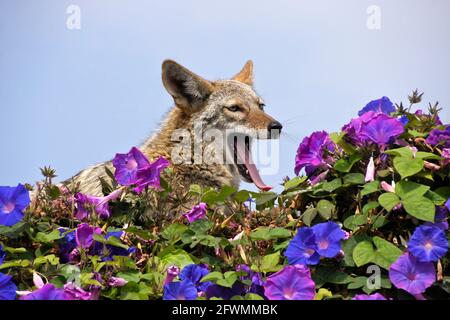 Coyote riposante (e sbadigliare) sulla cima del muro coperto di glorie mattutine, Huntington Beach, Orange County, California Foto Stock