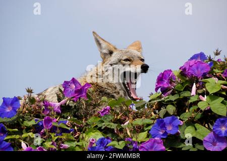 Coyote riposante (e sbadigliare) sulla cima del muro coperto di glorie mattutine, Huntington Beach, Orange County, California Foto Stock