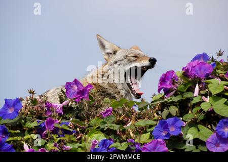 Coyote riposante (e sbadigliare) sulla cima del muro coperto di glorie mattutine, Huntington Beach, Orange County, California Foto Stock