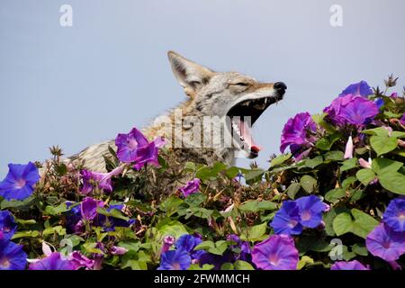Coyote riposante (e sbadigliare) sulla cima del muro coperto di glorie mattutine, Huntington Beach, Orange County, California Foto Stock