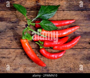 peperoncini rossi caldi, capsicum annuum con gambo e foglie appena raccolte dal giardino. I peperoni vengono lavati e posati su una vecchia superficie di legno. Foto Stock