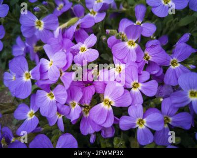 Deltoidea di Aubrieta. Un sacco di fiori sulla slumba. Sfondo estivo Foto Stock