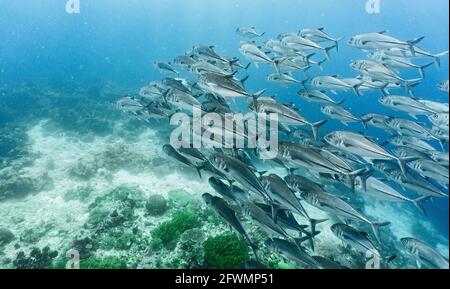Shoal di pesce Trivally grande occhio in Raja Ampat Foto Stock