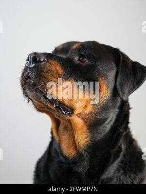 Un rottweiler femmina razza cane che posa su uno sfondo bianco Foto Stock