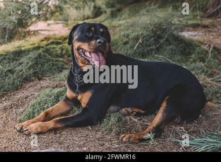 Femmina Rottweiler godendo di una giornata di autunno Foto Stock