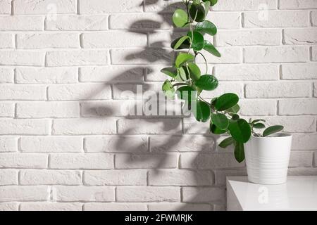 Houseplant Hoya su scaffale contro muro bianco di mattoni Foto Stock