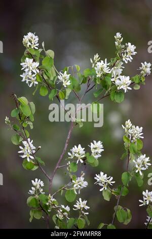 Saskatoon Berry arbusto in fiore (Amelanchier alnifolia) In un bosco di prateria riparia nel mese di maggio Foto Stock