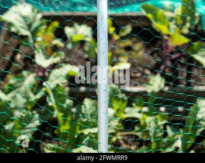 Verdure da giardino coperte di rete di insetti, vista dall'alto. Soluzione priva di pesticidi per proteggere le brassiche, come la cavolo e la rapa, dalla falda del cavolo Foto Stock