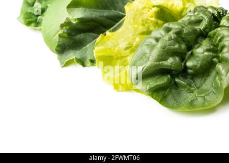 Disposizione delle foglie di insalata. Una varietà di verdure biologiche appena raccolte provenienti dal giardino. Da destra a sinistra: Spinaci, lattuga, ricci Kale, Pak Choy Foto Stock