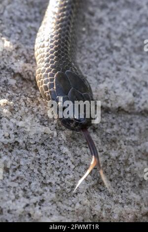 occhi di serpente perforanti la lingua