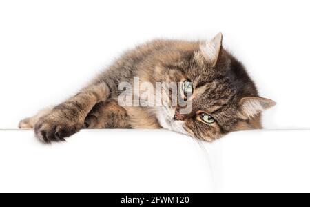 Gatto anziano disteso lateralmente e guardando la macchina fotografica. Rilassato 15 anni femmina tabby gatto teso su tavolo bianco con zampa e testa leggermente sopra il Foto Stock