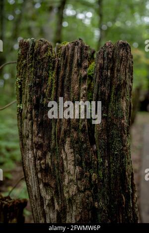 Moss copre Old Broken Fence Post lungo il sentiero in grande smoky Mountains National Park Foto Stock