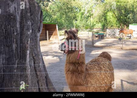 Lama marrone ( lama glama ) nella fattoria. Foto Stock