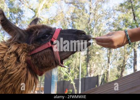 Persona che alimenta lama marrone (lama glama) Foto Stock