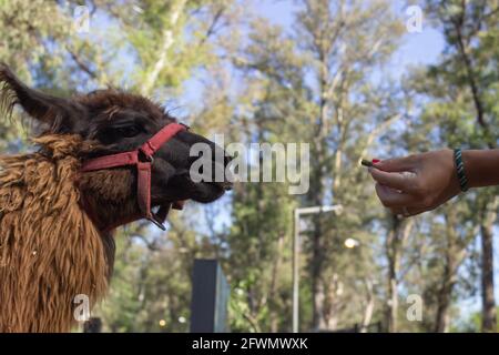 Persona che alimenta lama marrone (lama glama) Foto Stock