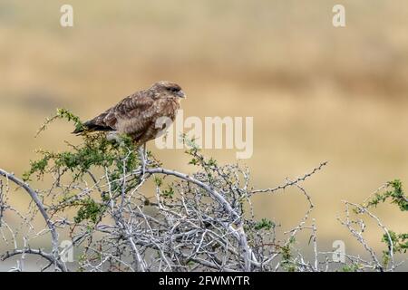 Chimango caracara (Milvago chimango) in un cespuglio di spine, Lago Sarmiento, Patagonia Foto Stock