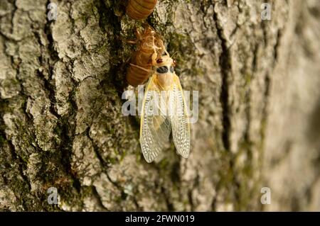 Tenero Brood X Cicada (Magicicada) con esoscheletro sull'albero, Area ricreativa di Carderock, MD Foto Stock