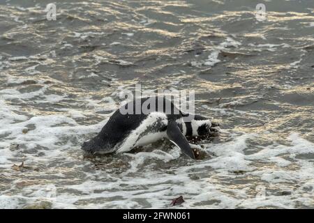 Il pinguino Magellanico (Sfenisco magellanicus) va a nuotare, Isla Magdalena, Cile Foto Stock