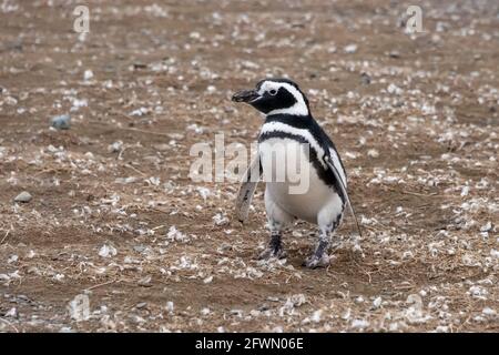 Giovane pinguino Magellanico in un campo di Fledged Down, Isla Magdalena, Cile Foto Stock