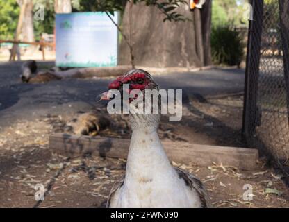 Vecchia anatra nella fattoria. Foto Stock