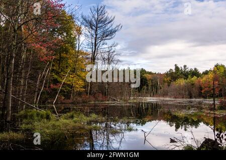 Bog   Barkhamsted, Connecticut, Stati Uniti d'America Foto Stock