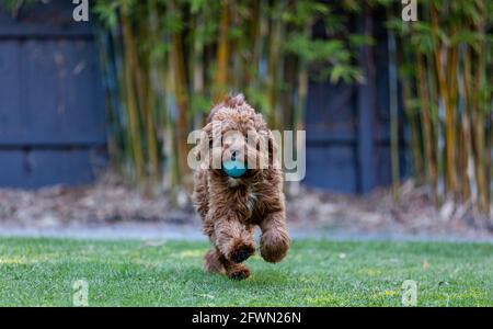 Puppy Cavoodle maschio di 9 mesi che gioca con una palla Foto Stock