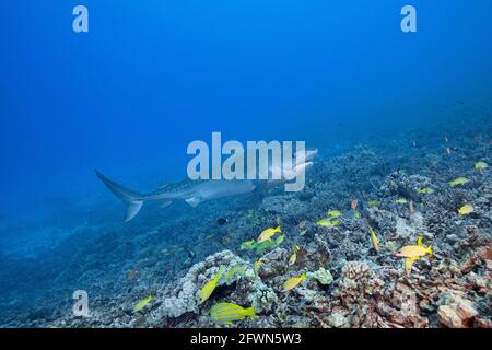 Lo squalo tigre, Galeocerdo cuvier, con il piccolo remora attaccato sotto la mascella inferiore, nuota sopra la barriera corallina con la scuola del dentice bluestripe, Kona, Hawaii, USA Foto Stock