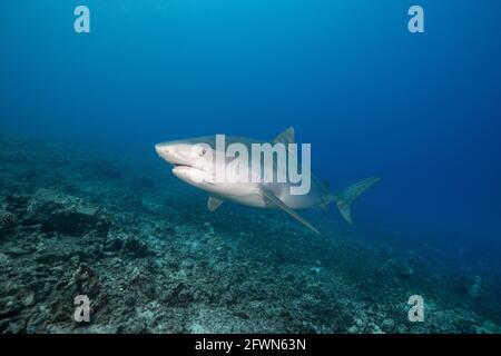 Squalo tigre, Galeocerdo cuvier, con piccolo remora o sharksucker sul mento, nuota sul pendio della barriera corallina, Honokohau, Kona, Big Island, Hawaii, STATI UNITI. Oceano Pacifico Foto Stock