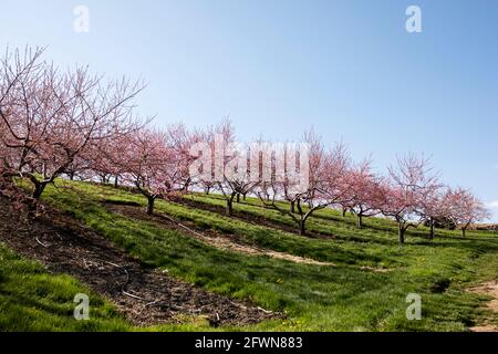 I fiori di pesca e di mela fioriscono in primavera in un frutteto a Hudson, Massachusetts, USA. Foto Stock