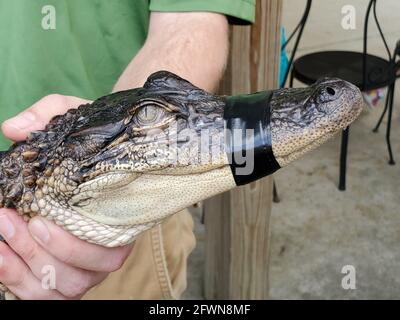 Primo piano di un alligatore americano al Ranch e vivaio di Ita-Gator con la sua bocca chiusa con nastro chiuso tenuto da un operaio. Foto Stock