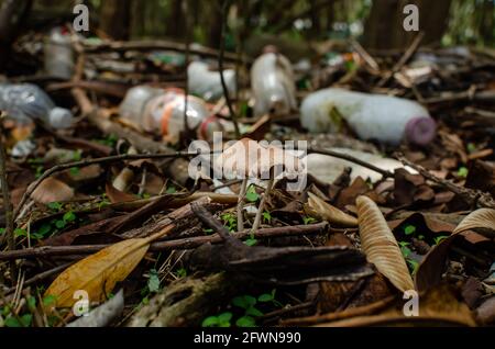 Massiccio inquinamento plastico nella palude di mangrovie di Panama City Foto Stock