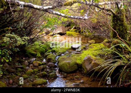 Parco Nazionale di Tongariro, Nuova Zelanda. Flora tipica dell'altopiano centrale Foto Stock