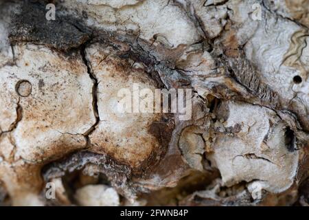 Primo piano di una sezione di corteccia beige marrone chiaro di grande betulla con andamento curvante naturale. Preparazione legna da ardere per bagno e camino. Fantasia Foto Stock
