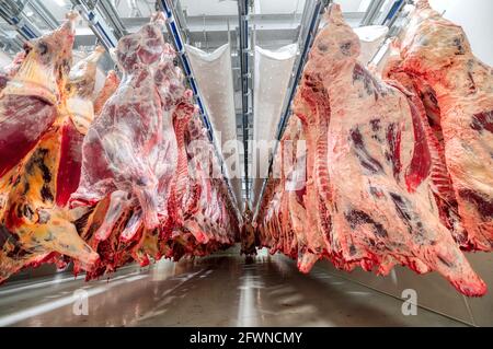 Molte carcasse di manzo sono appese nel grande frigorifero. Camera refrigerante per il raffreddamento preliminare della carne. Foto Stock