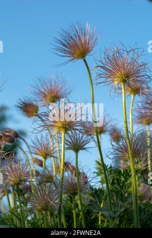 Closeup di semi di piuma del fiore Pasque (Pulsatilla vulgaris) in primavera. Teste di semi setosi europee di pasqueflower. Cielo blu nel backgrou Foto Stock