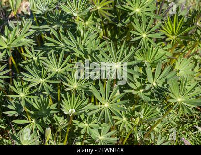 Primo piano Vista dall'alto delle foglie di Lupin - Lupin polyphylies sul campo. Foto di viaggio, vista sulla strada, messa a fuoco selettiva, sfondo, concept foto flora Foto Stock