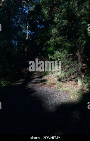 L'ombra sotto gli alberi del lago di Ringwood è piuttosto densa, quindi quando il sole si rompe attraverso di esso si distingue davvero. Il lago si trova nella città di Maroondah Foto Stock