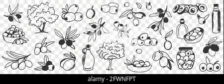 Set di doodle per la produzione di olio d'oliva. Raccolta di diversi alberi di olivo, frutto, bottiglie e vasetti per mangiare e cucinare in file isolate su sfondo trasparente Illustrazione Vettoriale