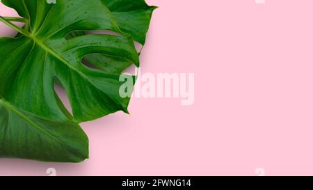 Giungla tropicale foglie di pianta di Monstera isolate su sfondo rosa Foto Stock