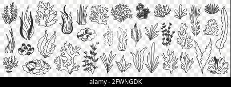 Piante in crescita silhouette set doodle. Raccolta di diversi tipi di erba e piante disegnate a mano che crescono in filari isolati su fondo trasparente Illustrazione Vettoriale