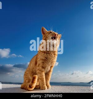 Gatto rosso sulla terrazza al tramonto sull'isola di Santorini, Grecia Foto Stock