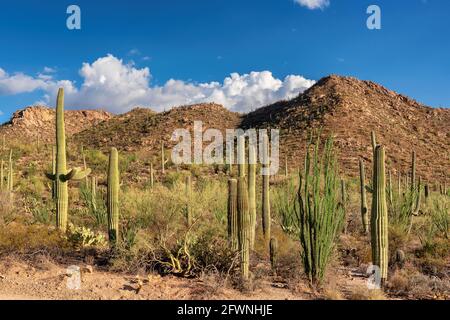 Cactus Saguaro paesaggio Foto Stock