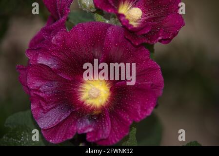 Alcea rosea, il comune hollyhock, è una pianta ornamentale di fiori di dicot della famiglia Malvaceae. Foto Stock