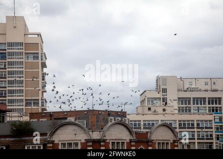 Costruire tetti con uccelli a Elephant e Castello, Londra SE1 UK Foto Stock